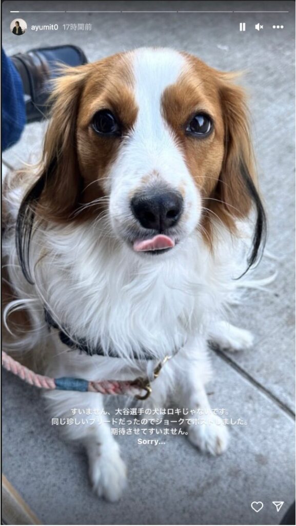 コーイケルホンディエ犬の写真